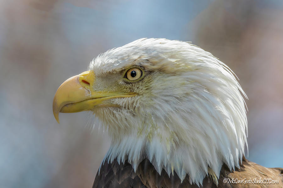 American Bald Eagle #15 Photograph by LeeAnn McLaneGoetz McLaneGoetzStudioLLCcom
