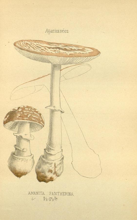 Antique Mushroom Illustration #15 Mixed Media by World Art Collective