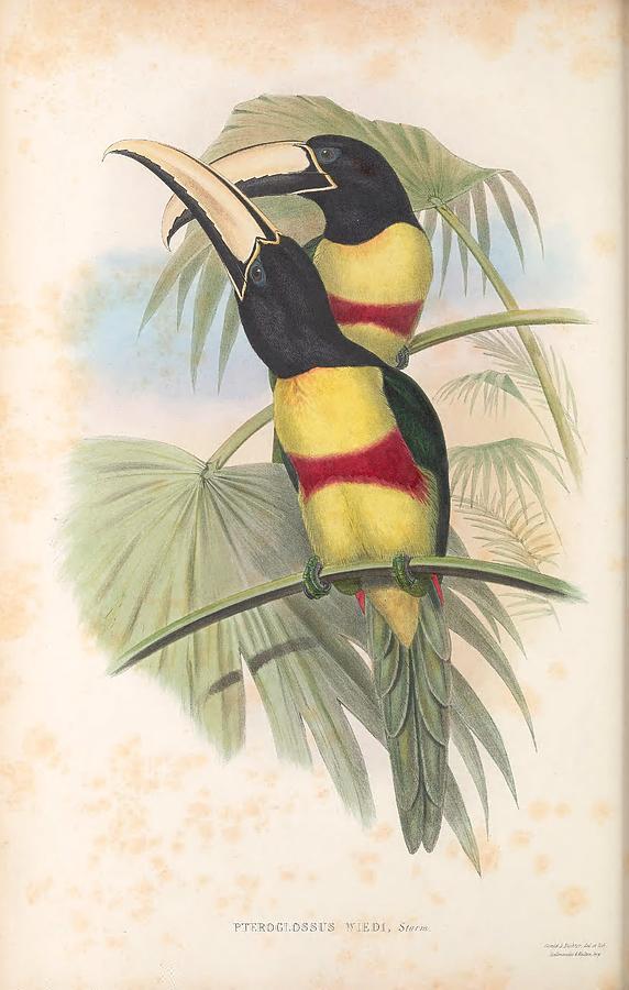 Antique Toucan Illustrations #15 Mixed Media by World Art Collective