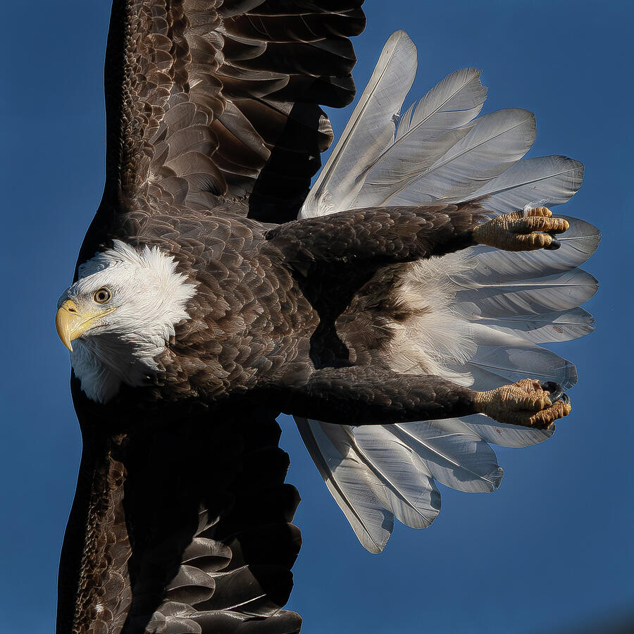 Bald Eagle #15 Photograph by Alan Moore Bald Eagle #15 Photograph by Alan Moore