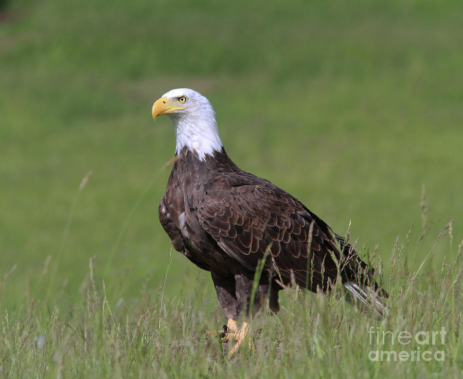 Bald Eagle Photograph - Bald Eagle by Gary Wing