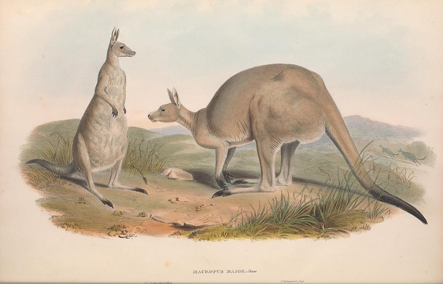 Beautiful Antique Australian Kangaroo Mixed Media by Beautiful Nature ...