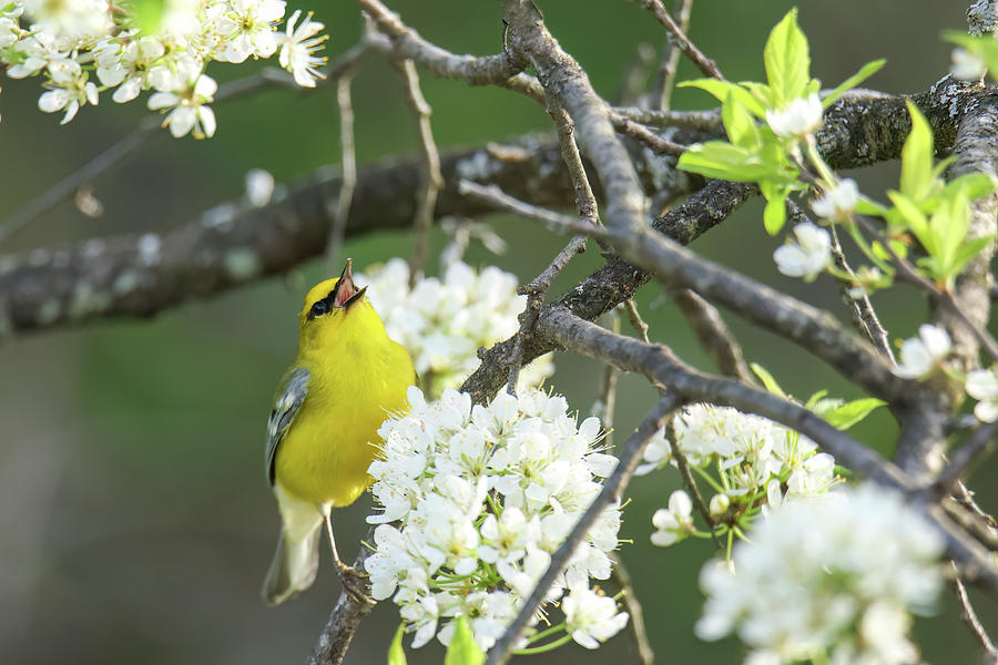 Blue Winged Warbler #15 Photograph by Brook Burling