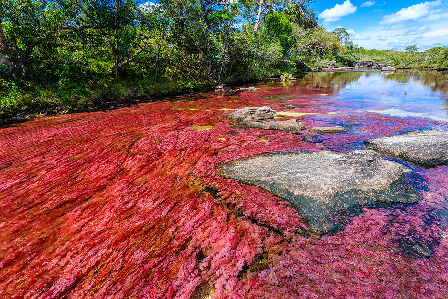 Caño Cristales, River of Five Colors #15 Photograph by Kelly Cheng