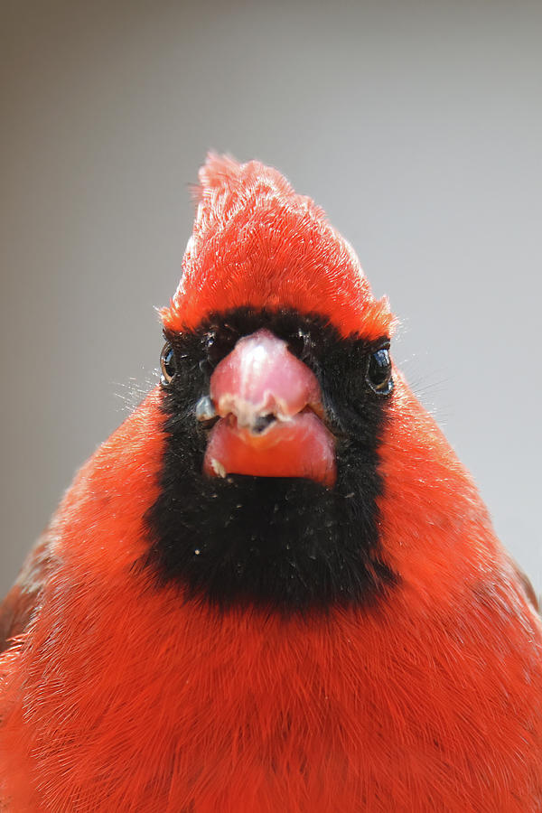 Cardinal #15 Photograph by Brook Burling