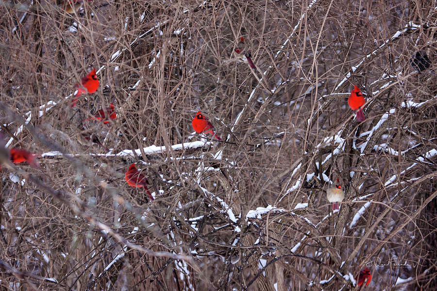 Cardinals Galore #15 Photograph by PJQandFriends Photography