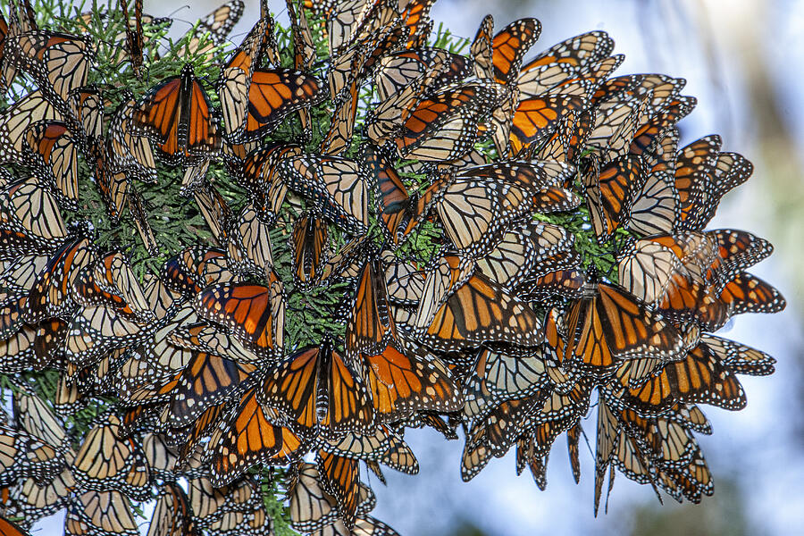Close-up of Monarch Butterflies on Branch #15 Photograph by GomezDavid