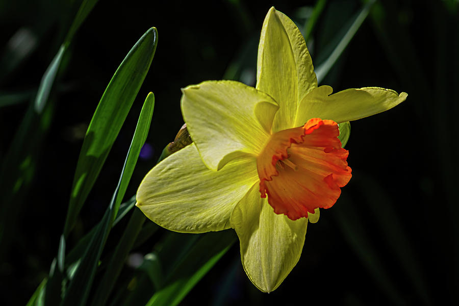 Daffodil #15 Photograph by Robert Ullmann
