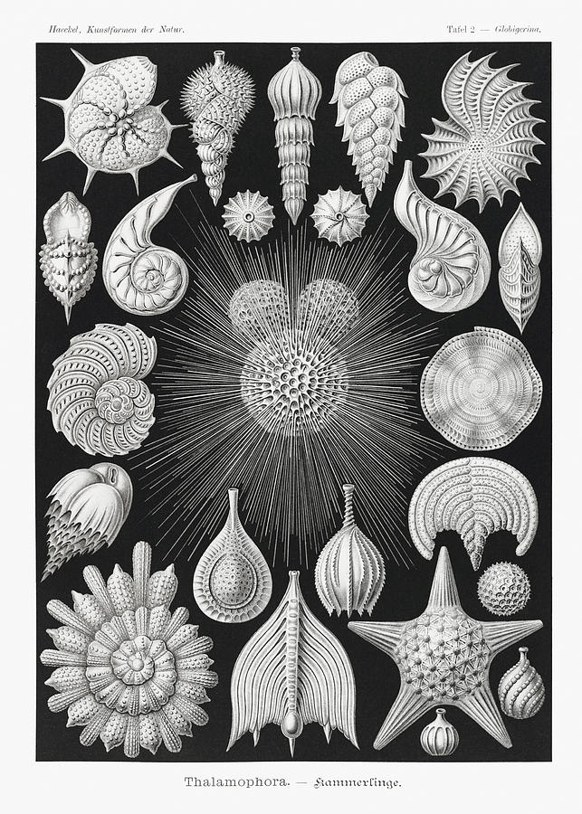Ernst Haeckel Illustrations #15 Mixed Media by World Art Collective