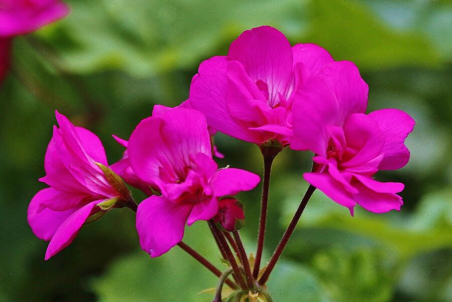 Flower #15 Photograph by John Walsh Flower #15 Photograph by John Walsh
