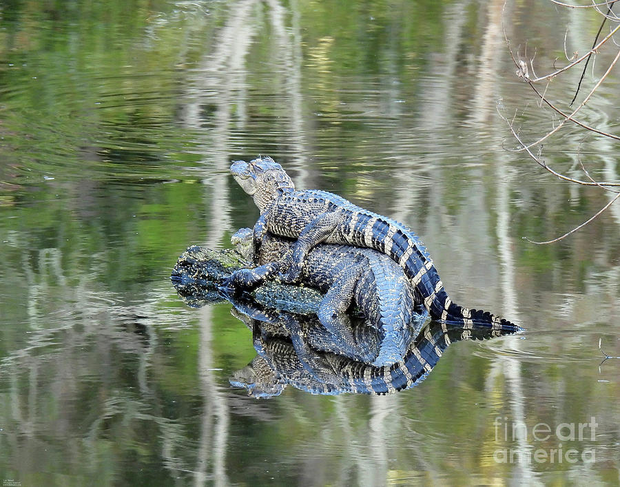 15 Harris Neck NWR Photograph by Lizi Beard-Ward | Fine Art America