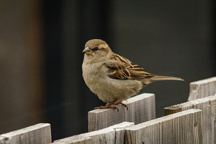 House Sparrow on a fence #15 Photograph by SAURAVphoto Online Store
