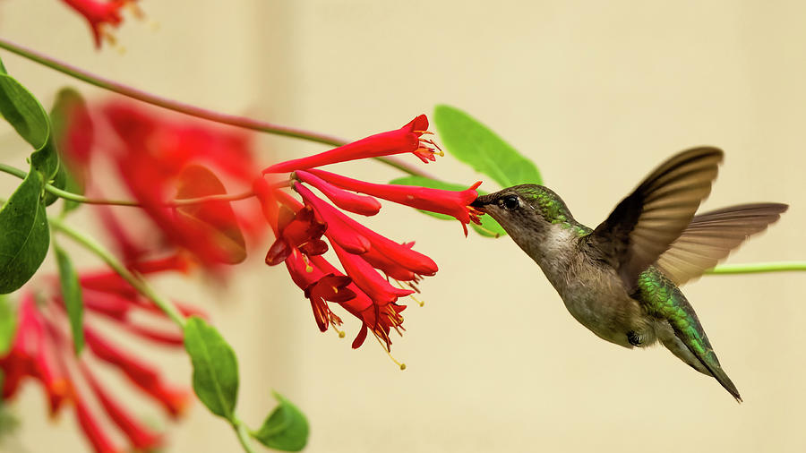Hummingbird #15 Photograph by Jeffrey PERKINS