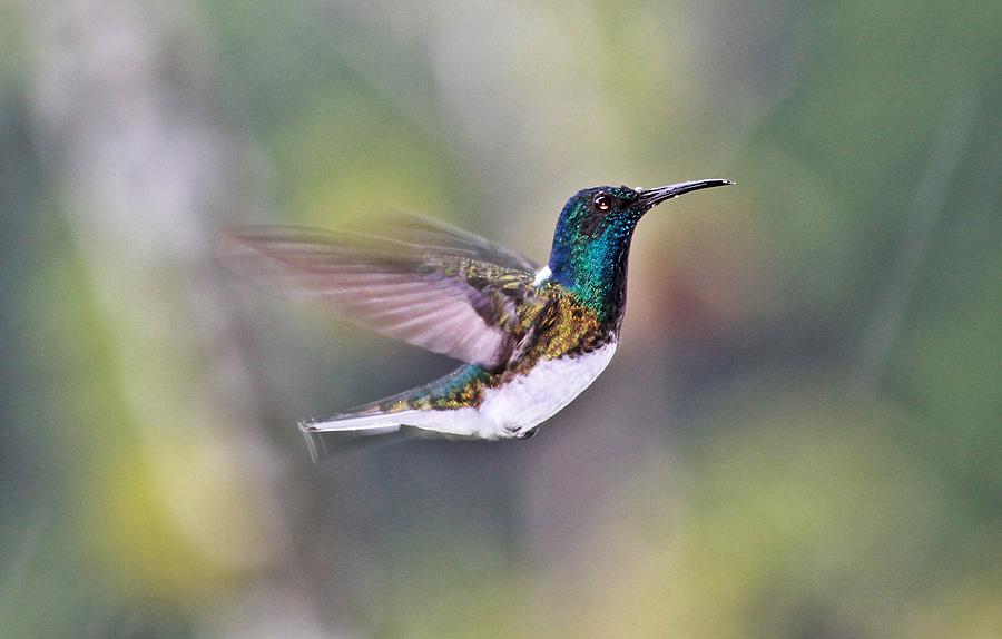 Stretching wings - White-necked Jacobin Photograph by Jurgen Bode ...