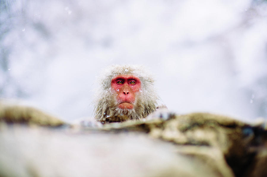 Jigokudani Monkey Park, Nagano, Japan Photograph by Eugene Nikiforov