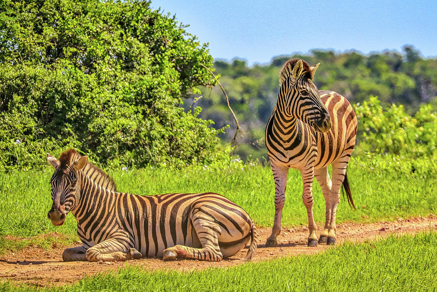 Kariega Game Reserve South Africa #15 Photograph by Paul James Bannerman
