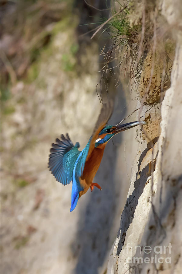 Kingfisher #15 Photograph by Jorgen Norgaard