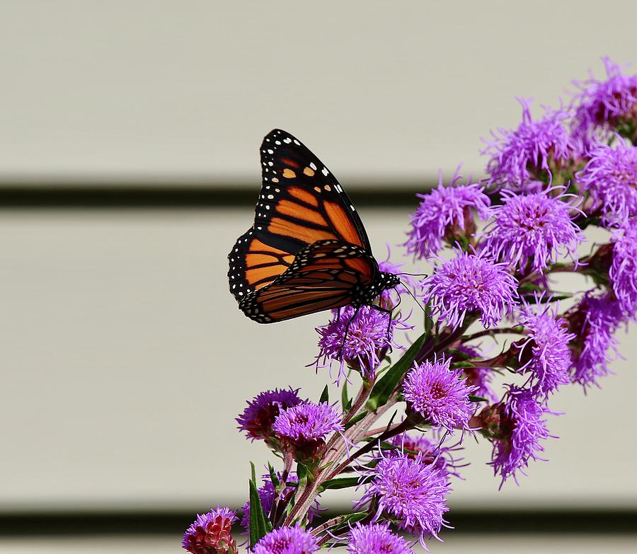 Monarch Butterfly #15 Photograph by John Dart