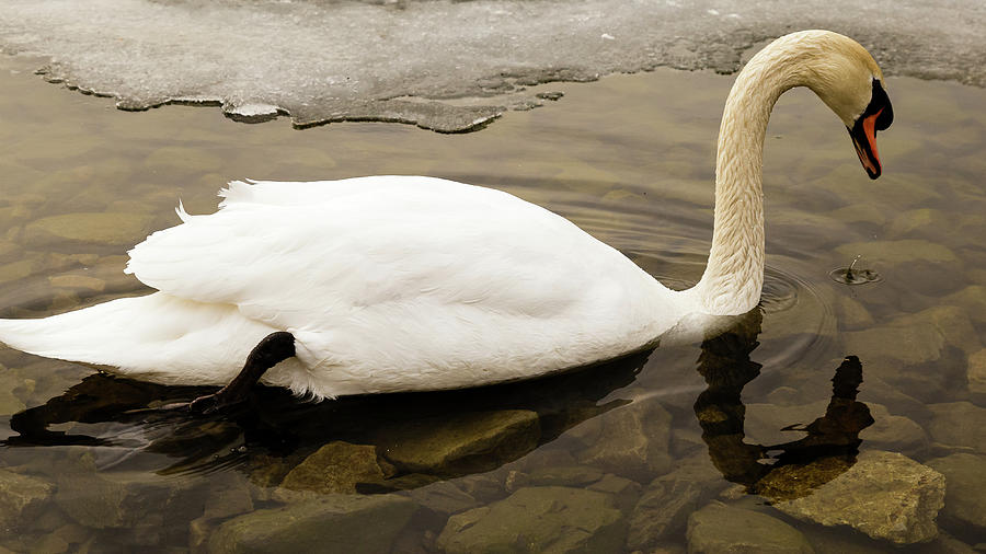 Mute swan #15 Photograph by SAURAVphoto Online Store