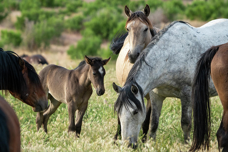 Onaqui Wild Horses #15 Photograph by Wesley Aston