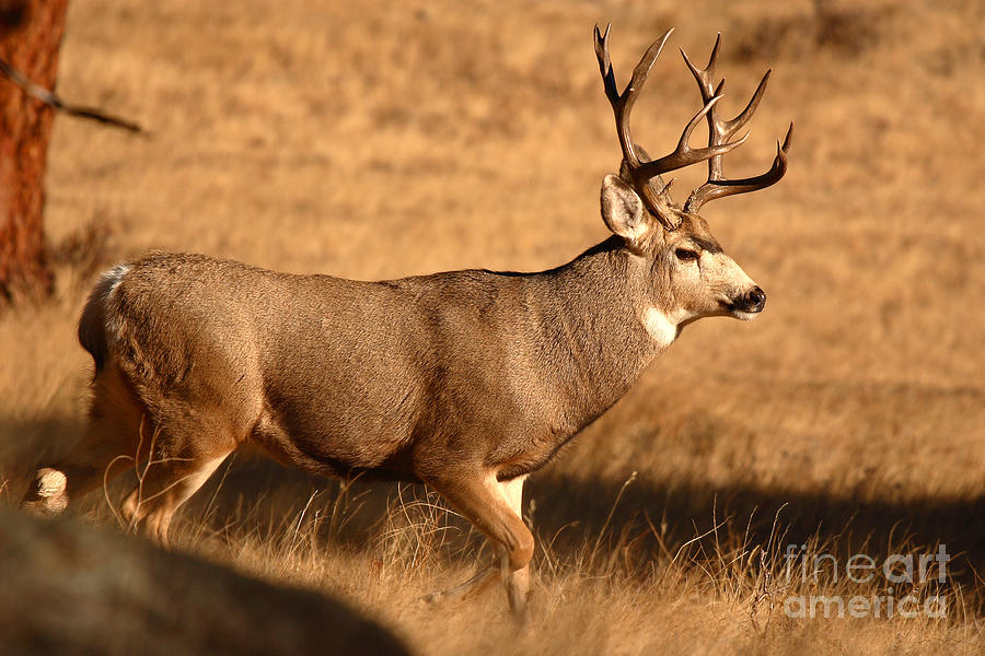 Deer Photograph - 15-point Mule Deer Buck Walking Through Autumn Field by Max Allen