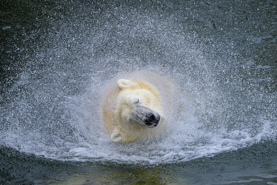 Portrait Of A Polar Bear In The Water Photograph