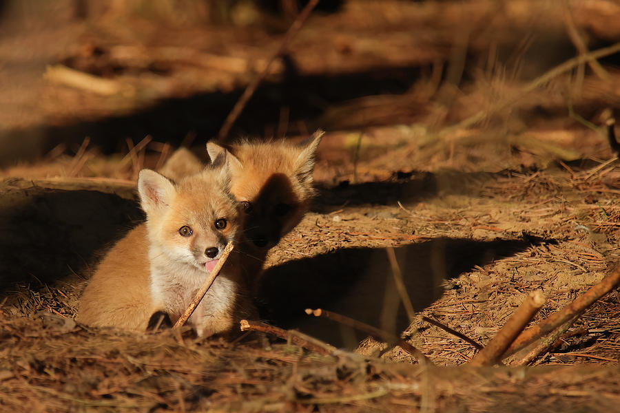 Red Fox Kit #15 Photograph by Brook Burling