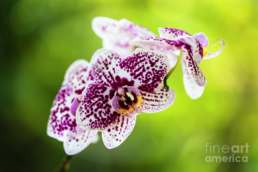 Spotted Orchid Flowers Photograph by Raul Rodriguez
