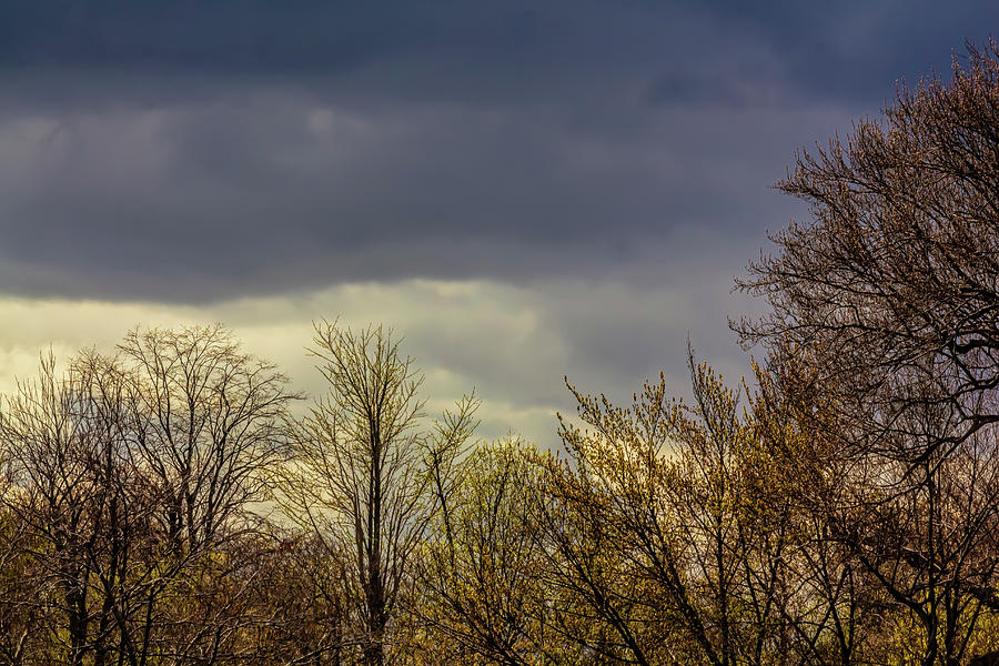 Spring Trees and Rainclouds #15 Photograph by Robert Ullmann