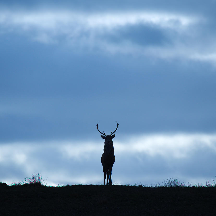 Stag Silhouette #15 Photograph by Gavin MacRae