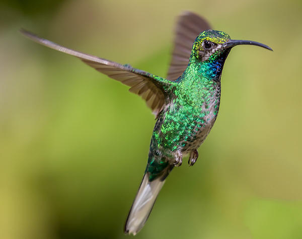 The Native Ancient Indigenous Hummingbird In North America Free High ...