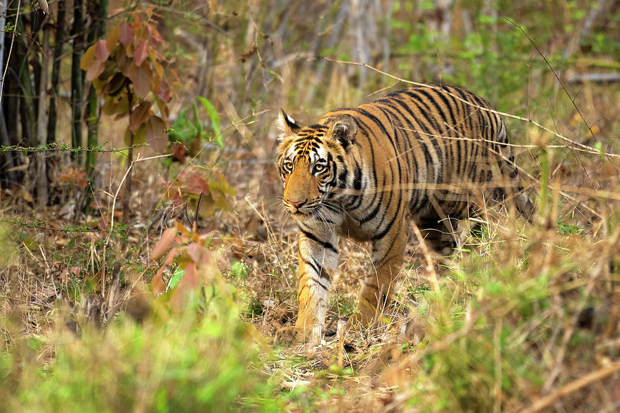 Tiger of Tadoba #15 Photograph by Kiran Joshi
