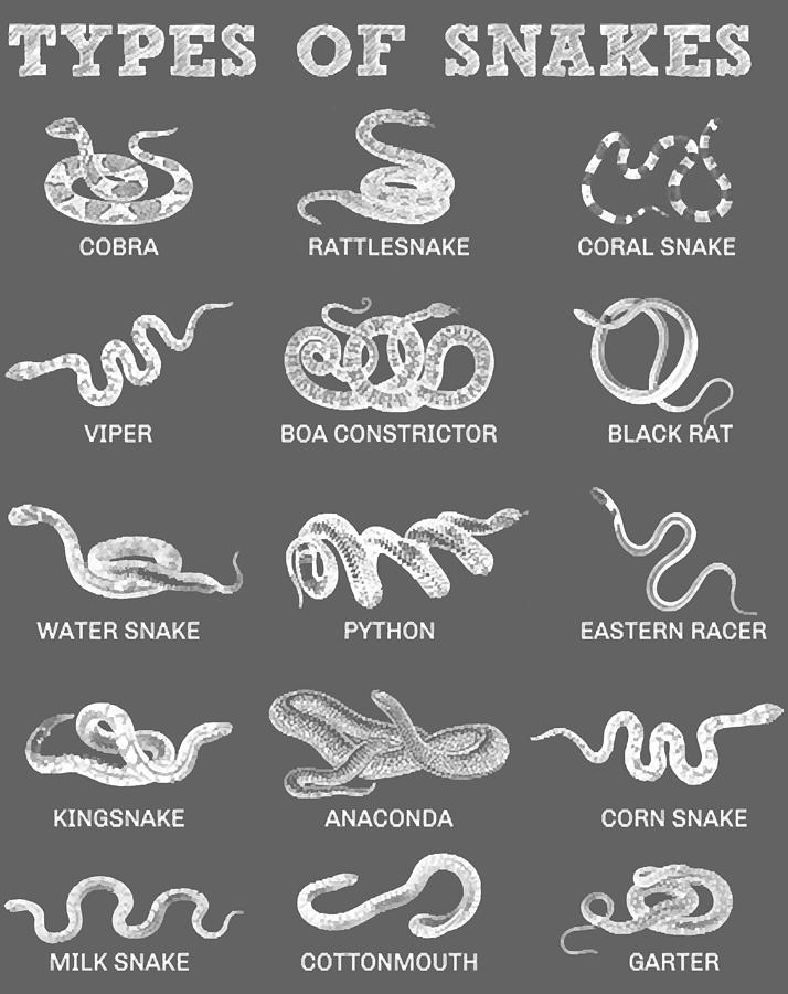 15 Types Of Snakes Reptile Serpent Pet Snake Owner Collector Digital ...