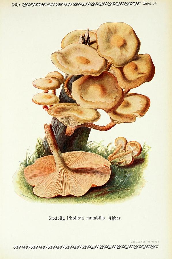 Vintage Fungi Illustrations #15 Mixed Media by World Art Collective