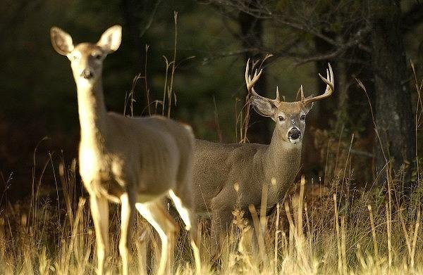 what-does-a-deer-symbolize-in-the-bible-7-big-meanings