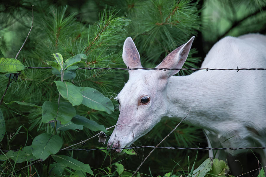 White Deer #15 Photograph by Brook Burling