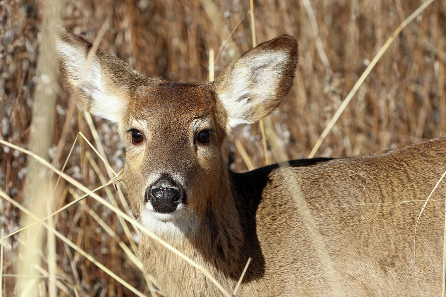White-tailed Deer Stony Brook New York #15 Photograph by Bob Savage