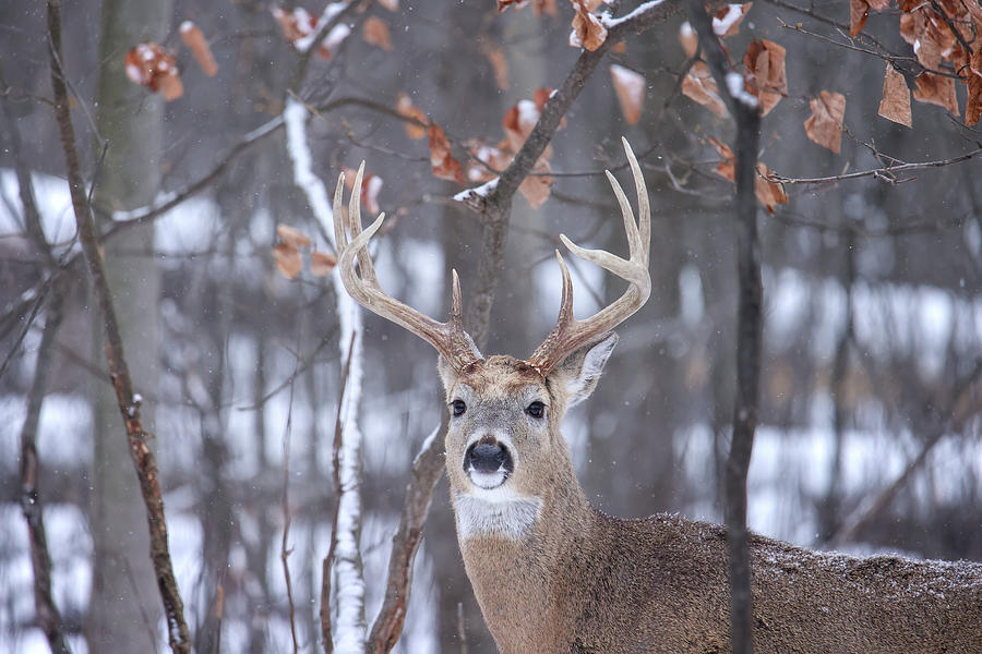 Whitetail Buck #15 Photograph by Brook Burling