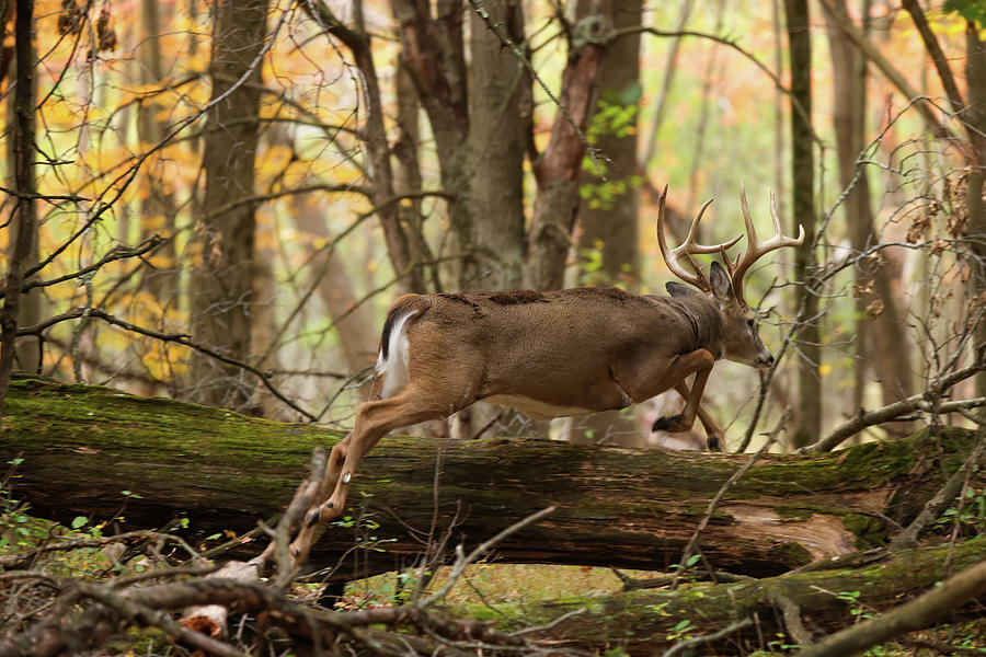 Whitetail Deer #15 Photograph by Brook Burling