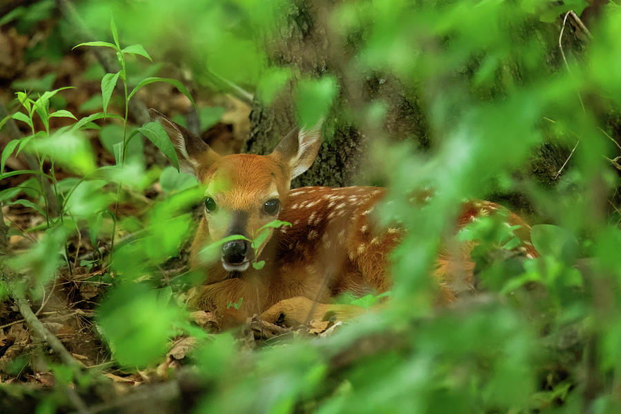 Whitetail Fawn #15 Photograph by Brook Burling