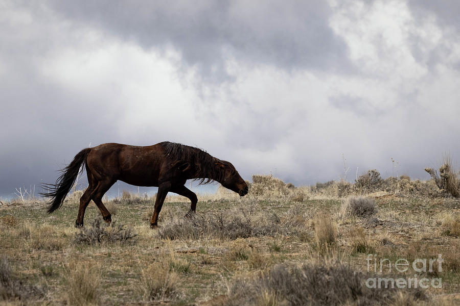 Wild Horses #15 Photograph by Julie Argyle