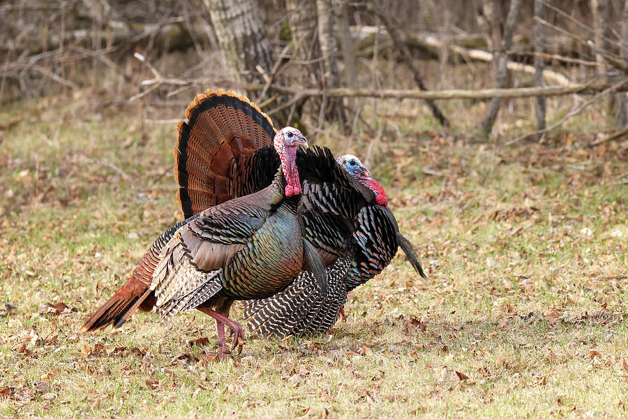 Wild Turkey #15 Photograph by Brook Burling