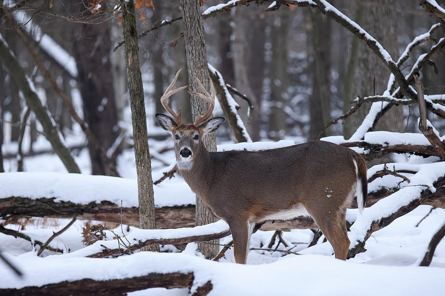 Winter Whitetail Buck #15 Photograph by Brook Burling