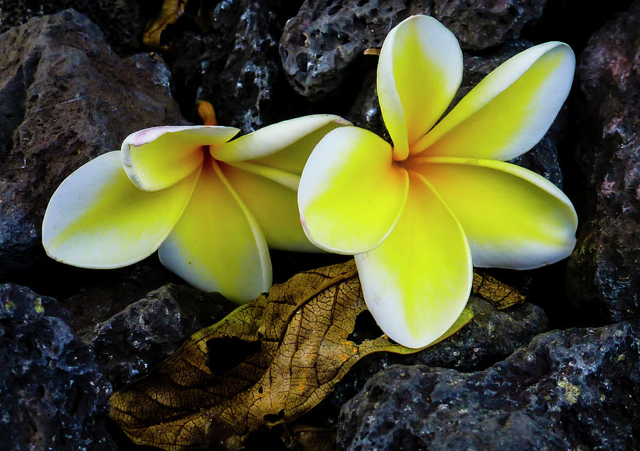 Hawaii Flowers Photography 20150709-32 Photograph by Rowan Lyford