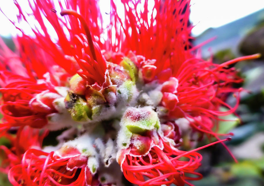 Hawaii Flower Photography 20150710-193 Photograph by Rowan Lyford