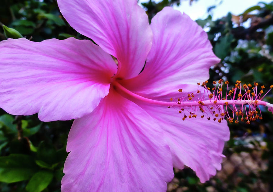 Hawaii Flower Photography 20150711-418 Photograph by Rowan Lyford