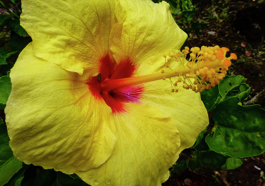 Hawaii Flower Photography 20150713-684 Photograph by Rowan Lyford