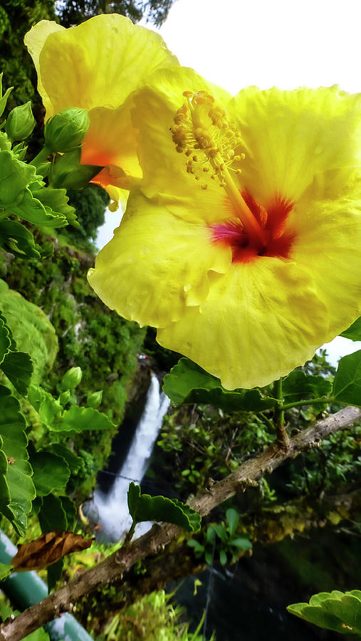 Hawaii Flower Photography 20150713-685 Photograph by Rowan Lyford