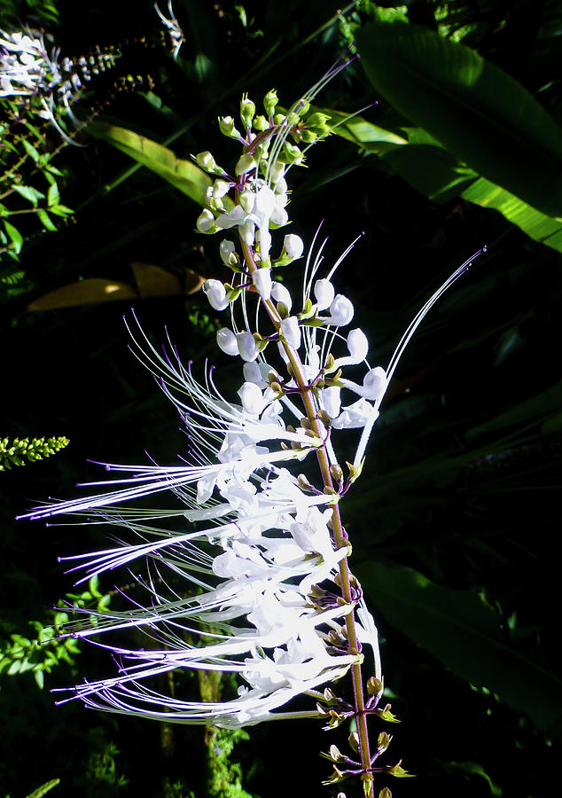 Hawaii Flower Photography 20150713-756 Photograph by Rowan Lyford