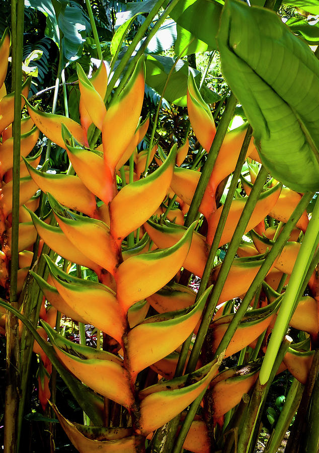 Hawaii Plants Photography 20150713-762 Photograph by Rowan Lyford